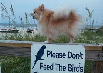 16 year old Pomeranian at the beach